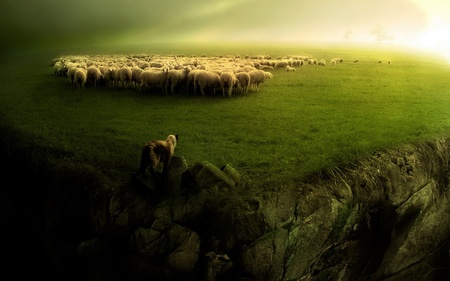 sheep and wolf  - sheep, dark, sheepdog, dog, flock, sheep-and-wolf-, green