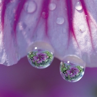 tree mallow 