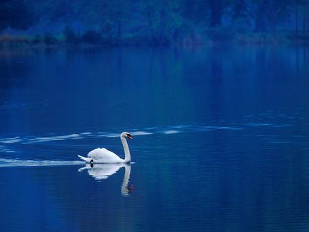 Lake's Swan !!! - white, nature, swan, lake, blue