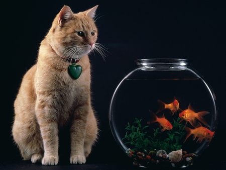 Cat With Aquarium !!! - cat, aquarium, bowl, fish, animal, black, kitten