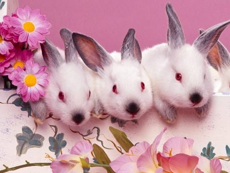 White Rabbits !!! - rabbit, animal, flower, pink, other