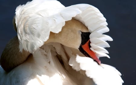 MY OWN SHELTER - sunlight, wing, shelter, swan