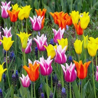 Colorful-tulips--keukenhof-gardens--lisse--holland