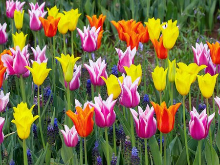 Colorful-tulips--keukenhof-gardens--lisse--holland - nature, tulips, tulip, flowers, colors, garden, flower