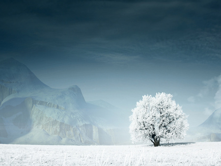 Lonely tree - ice, winter, tree, lonelyness