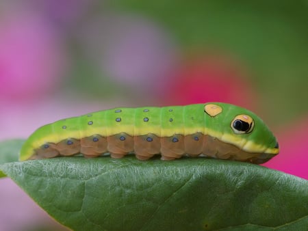 Caterpillar - worm, caterpillar, nice, leaf, nature