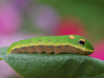 Caterpillar