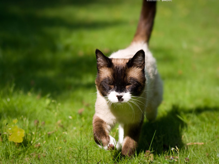 Cat in the meadow - cat, animal, feline, sweet, meadow, grass, kitten