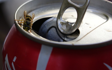 Even Bee's love Coke - wasp, coke, abstract, photography, can