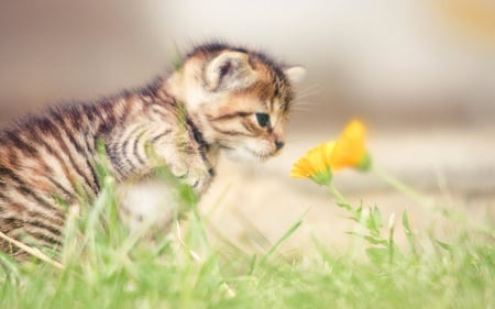 Kitty's first flower - pretty, beautiful, grass, flower, sweet, stunning, kitten, garden, cute, cats, adorable, animals, kitty