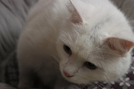 Oh no the dyson - white cat, white, scared, cat