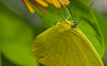 Fill'er Up - feeding, beautiful, butterflies, flower, animals