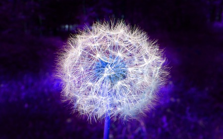 Blue Lion - photography, photographic, deandelion, simple, nature, macro, beautiful, artwork, flowers, fantastic