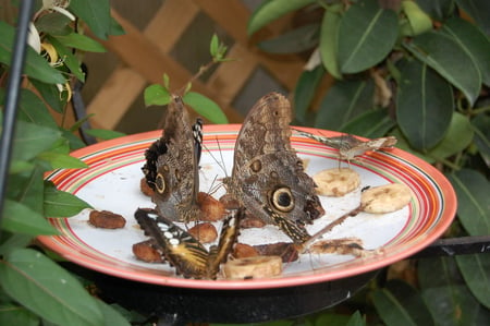 butterflies eating - mackinac island, michigan, animals, colors, butterflies