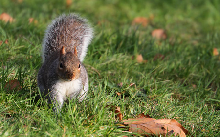 Squirrel - nuts, peanuts, squirrel, animals, rodents, green, leaf, grass