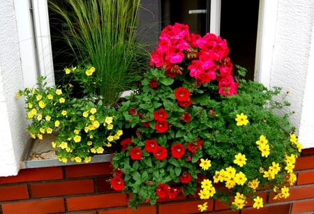 wonderful window flowers