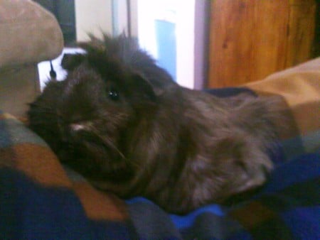 My Guinea Pig - furry, guinea pig, cute, pet