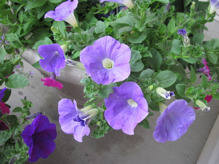 purple petunias in My little garden  02 - nature, brown, purple, pink, photography, petunias, green, flowers