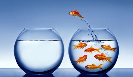 DO THE TRICK GOLDFISH - bowl, water, different, goldfish, smart, clean, fishes, trick, fish, jump