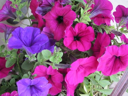 red and purple petunias in my little garden  - nature, brown, purple, pink, photography, petunias, green, flowers