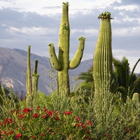 SAGUARO DESERT