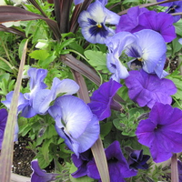 purple petunias in my little garden 03