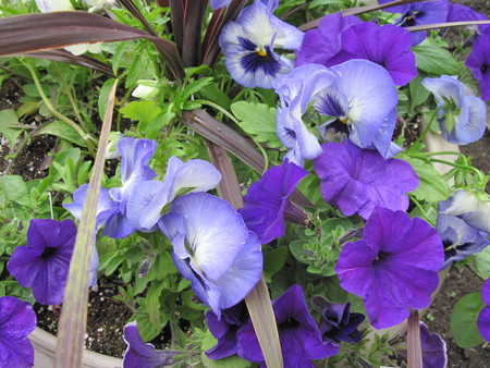 purple petunias in my little garden 03 - pot, brown, photography, petunias, flowers, nature, purple, green, garden, pansy