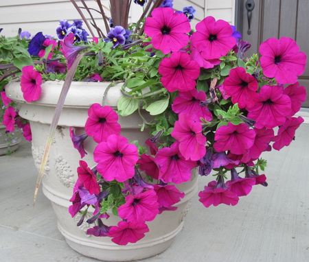 red pot petunias in my little garden  - brown, photography, pink, petunias, flowers, nature, purple, green, pansy