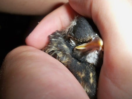 Birds in Hands - hand, animal, nature, bird