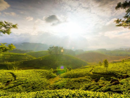 The-Hills-Of-Munnar - grass, outdoors, nature, sky