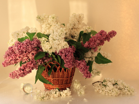 Good Morning Sunshine - white, red, morning, basket, still life, sunshine, lilacs