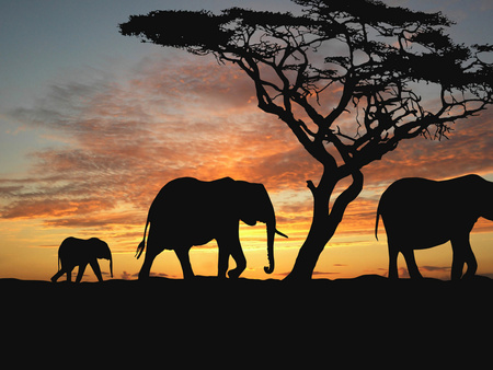 Elephants at sunset - sunset, elephant, silohuette, nature