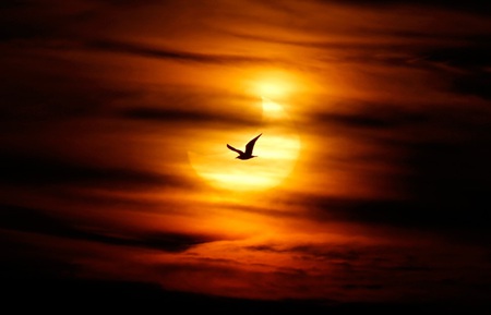 Solar Eclipse 2011 - bird, space, sun, eclipse