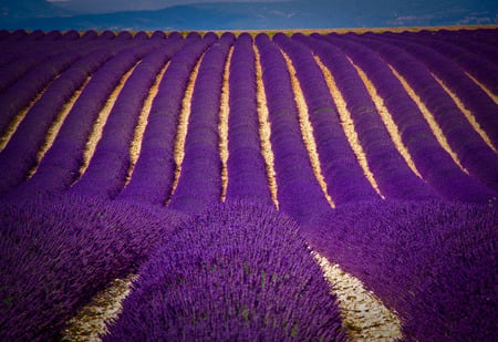 Carpet of Lavender - carpet, horizon, agriculture, scenery, view, picture, photography, image, violet, nature, purple, landscape, photo, lines, photoshop, hd, sky, beije, lavenders, fullscreen, fields, scene, colors, plantation