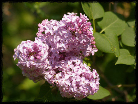 Lovely Lilacs - lilacs, purple, fragrant, floral, photography, photo, flower