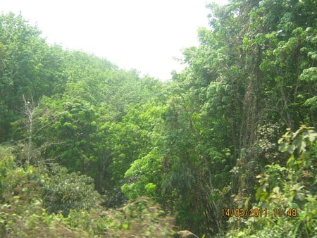 A dense forest