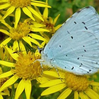 Holly Blue