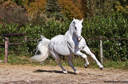 Clinton Playful - horses, white, nature, playful, pony, animals, horsbackriding, lovely