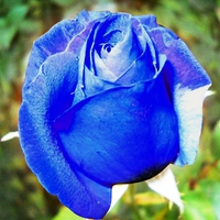 Blue Rose