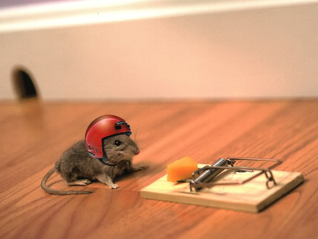 Cautious mouse - funny, rodent, mousetrap, cheese