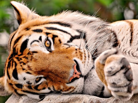 Tiger head - tiger, wildlife, rest, feline