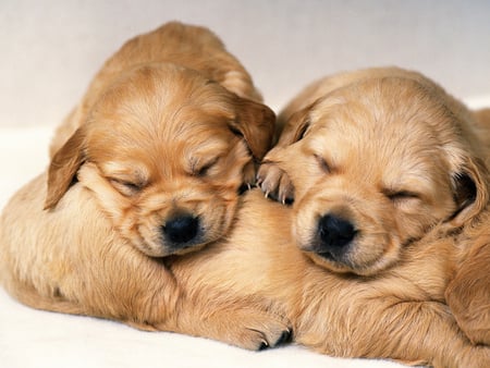 Sweet sleepers - animal, sweet, puppy, sleep, dog