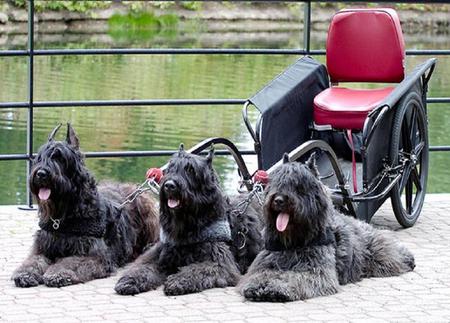 Bouvier De Flanders pulling a cart. - 3 dogs, cart pulling, helpers, working dogs