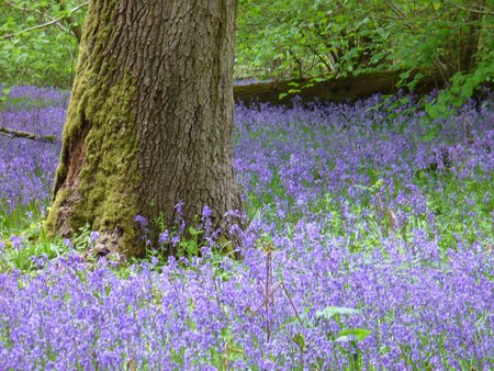 bluebells - england, bluebells, nature, landscape, field, forest