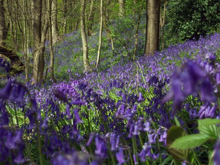 bluebell forest - england, nature, landscape, forest, bluebell