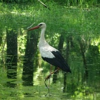 stork