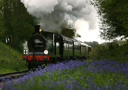 bluebells and train - flowers, steam, train, bluebells, nature, smoke