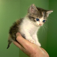 kitten in hand for Alba-25