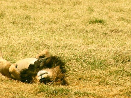 The King - grasspaws, lying, lion, mane, animals, tev, wallpaper, field, the king, rest