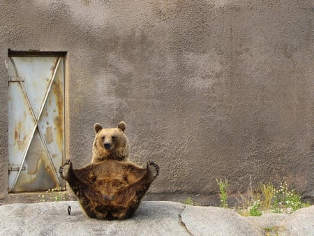 The bear pose - walls, wallpaoer, doors, animal, bear feet, pose